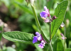 Եղեսպակ դեղատու - Шалфей лекарственный - Salvia officinalis